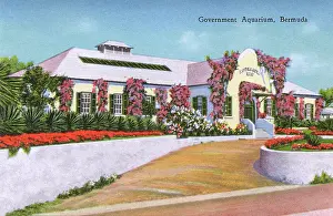 Bermudan: The Government Aquarium, Bermuda