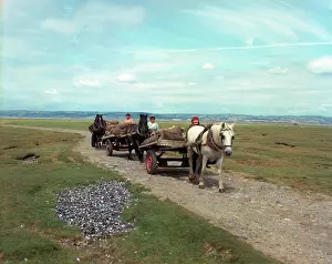 Cockle: Gower - Cockle carts at Penclawdd