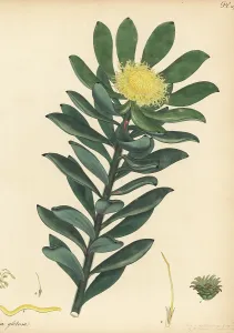 Critically Endangered: Grabouw conebush, Leucadendron globosum, critically