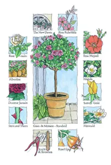 Secateurs: Grace de Monaco rose in a pot