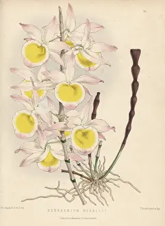 Clapton: Very graceful dendrobium orchid, Dendrobium gratiosissimum