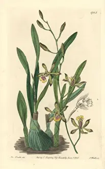 Epidendrum: Graceful epidendrum orchid, Encyclia gracilis