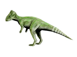 Mongoliensis: Graciliceratops dinosaur