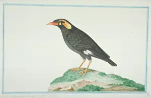 1722 C: Gracula religiosa, hill myna
