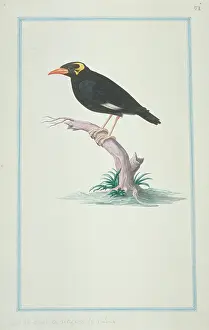 1722 C: Gracula religiosa, hill myna