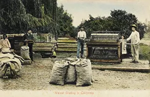 Sizing: Grading Walnuts - California, USA