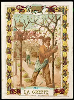 Grafting: GRAFTING A TREE