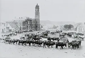 Oxwagons: Grahamstown: Church Square