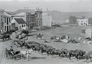 Oxwagons: Grahamstown: Church Square, ca. 1875