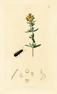 John Curtis: Grain beetle and St. John's wort