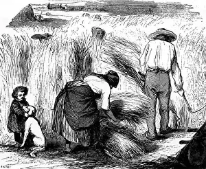 Scythe: Grain harvest in 1848
