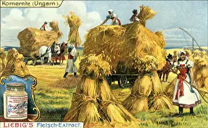 Sheaf: Grain harvest