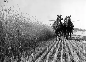 Harvests: Grain harvest in Pomerania, 1934