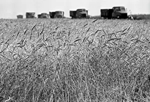 Ilyich: Grain harvesting, 1969