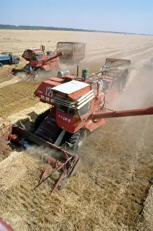 Pobeda: Grain harvesting, 1979