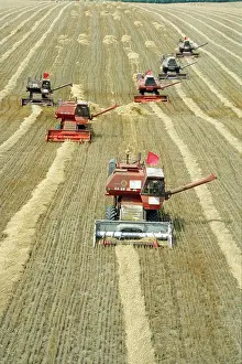 Potyrnike: Grain harvesting, 1979