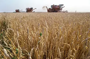 Lipetsk: Grain harvesting, 1988