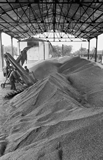 Threshing: Grain harvesting, 1990