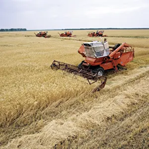Shulepov: Grain harvesting in Adygea, 1982