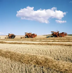 Altai: Grain harvesting in Altai, 1982