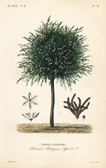Selim: Grains of Selim tree, Xylopia aethiopica