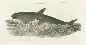 Grampus: GRAMPUS WHALE