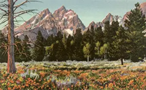 Wildflowers: Grand Teton Park