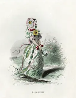 Rubiginosa: Grandville Eglantine