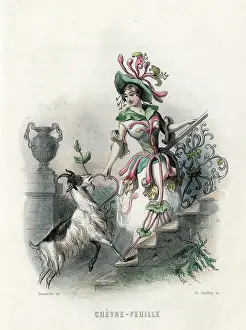 Periclymenum: Grandville Honeysuckle
