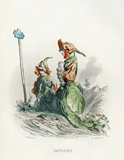 Grandville: Grandville Nasturtium
