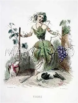 Vigne: GRANDVILLE VINE 1847
