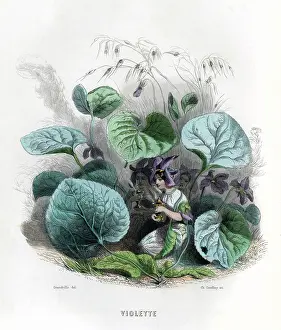 Grandville: Grandville Violet 1847