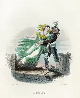 Grandville: GRANDVILLE WALLFLOWER