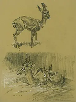 Gazelle: Grants Gazelle & young Impala