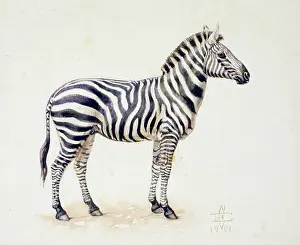 Boehmi: Grant's Zebra, 1901