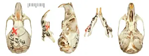 Eared: Graomys edithae