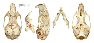 Myomorpha: Graomys lockwoodi