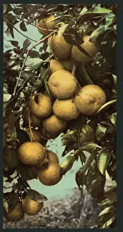 C1902: Grape fruit