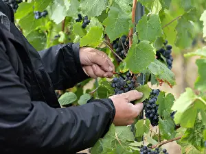 Hectares: Grape harvest, Chateau de Javernand, Chiroubles, Beaujolais