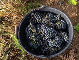 Hectares: Grape harvest, Chateau de Javernand, Chiroubles, Beaujolais