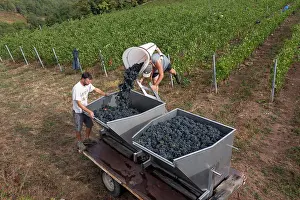 Hectares: Grape harvest, Chateau de Javernand, Chiroubles, Beaujolais