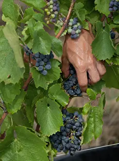 Hectares: Grape harvest, Chateau de Javernand, Chiroubles, Beaujolais