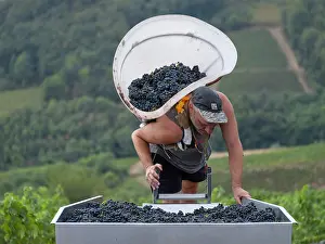 Hectares: Grape harvest, Chateau de Javernand, Chiroubles, Beaujolais