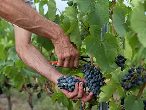Hectares: Grape harvest, Chateau de Javernand, Chiroubles, Beaujolais
