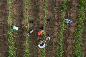 Hectares: Grape harvest, Chateau de Javernand, Chiroubles, Beaujolais