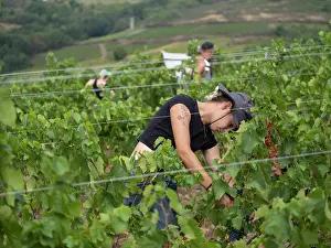 Hectares: Grape harvest, Chateau de Javernand, Chiroubles, Beaujolais