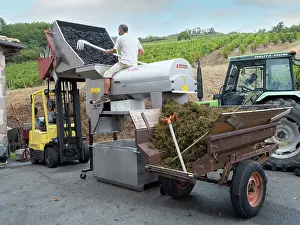 Hectares: Grape harvest, Chateau de Javernand, Chiroubles, Beaujolais