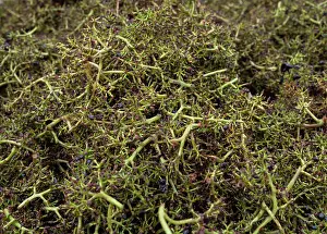 Hectares: Grape harvest, Chateau de Javernand, Chiroubles, Beaujolais