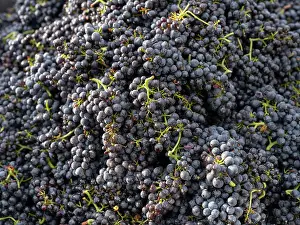 Hectares: Grape harvest, Chateau de Javernand, Chiroubles, Beaujolais
