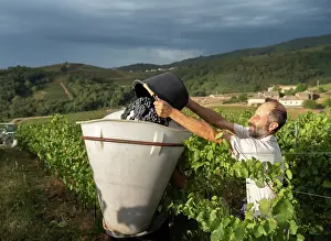 Hectares: Grape harvest, Chateau de Javernand, Chiroubles, Beaujolais
